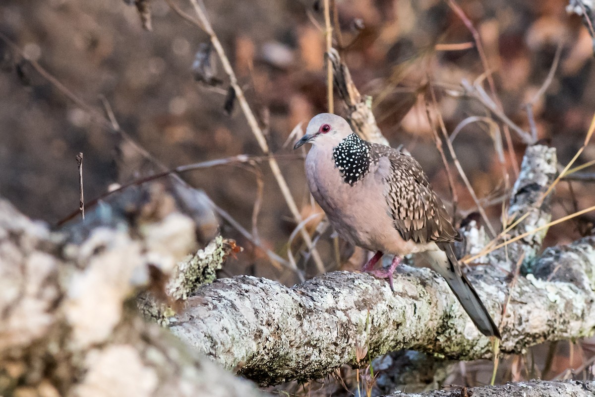 Spotted Dove - ML226495441