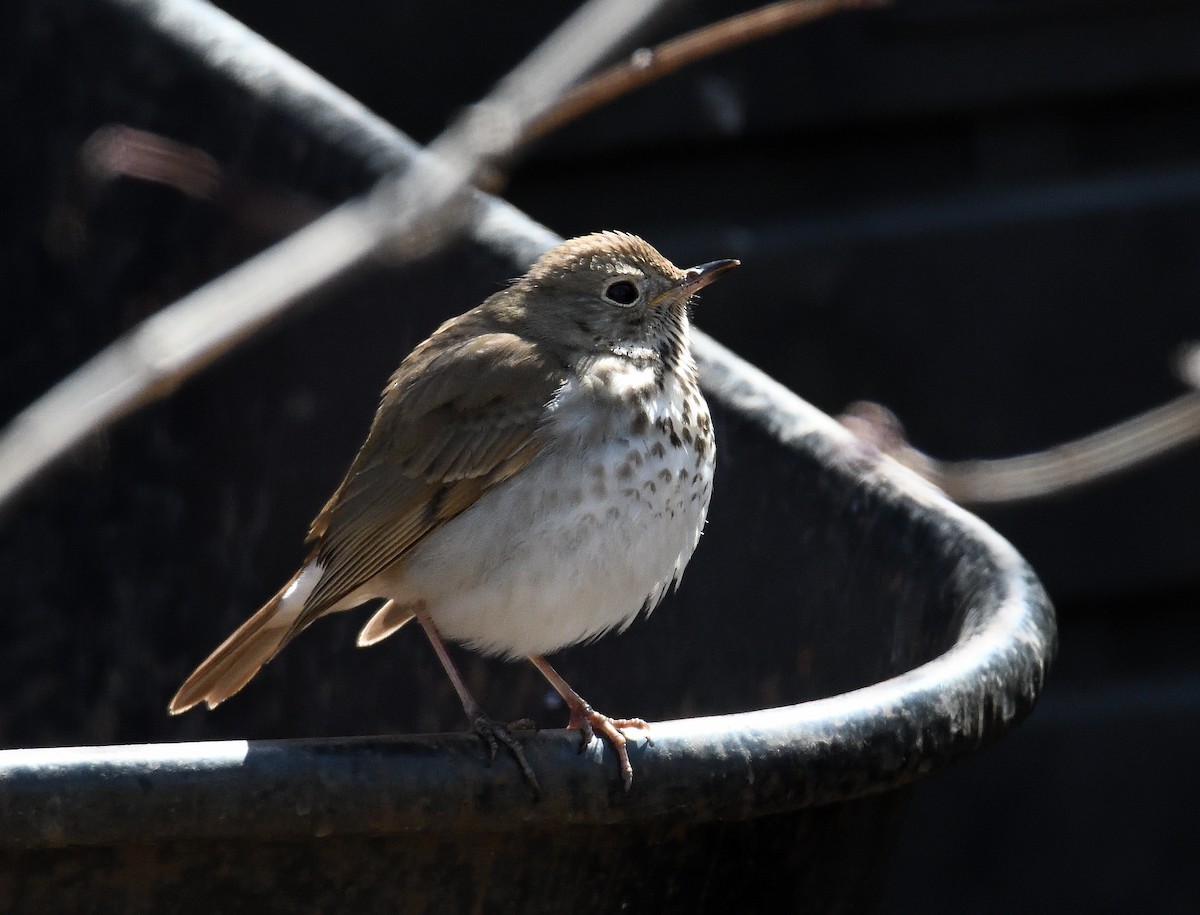 Hermit Thrush - ML226499101