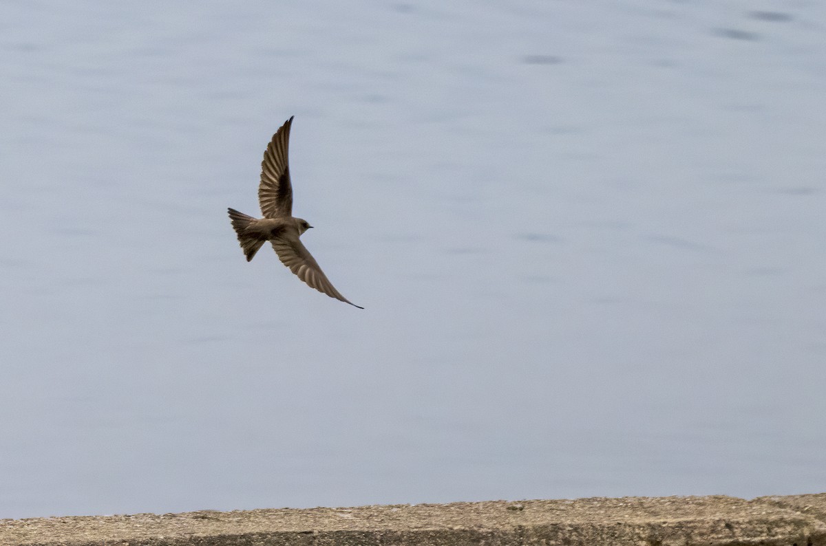 Northern Rough-winged Swallow - ML226501651