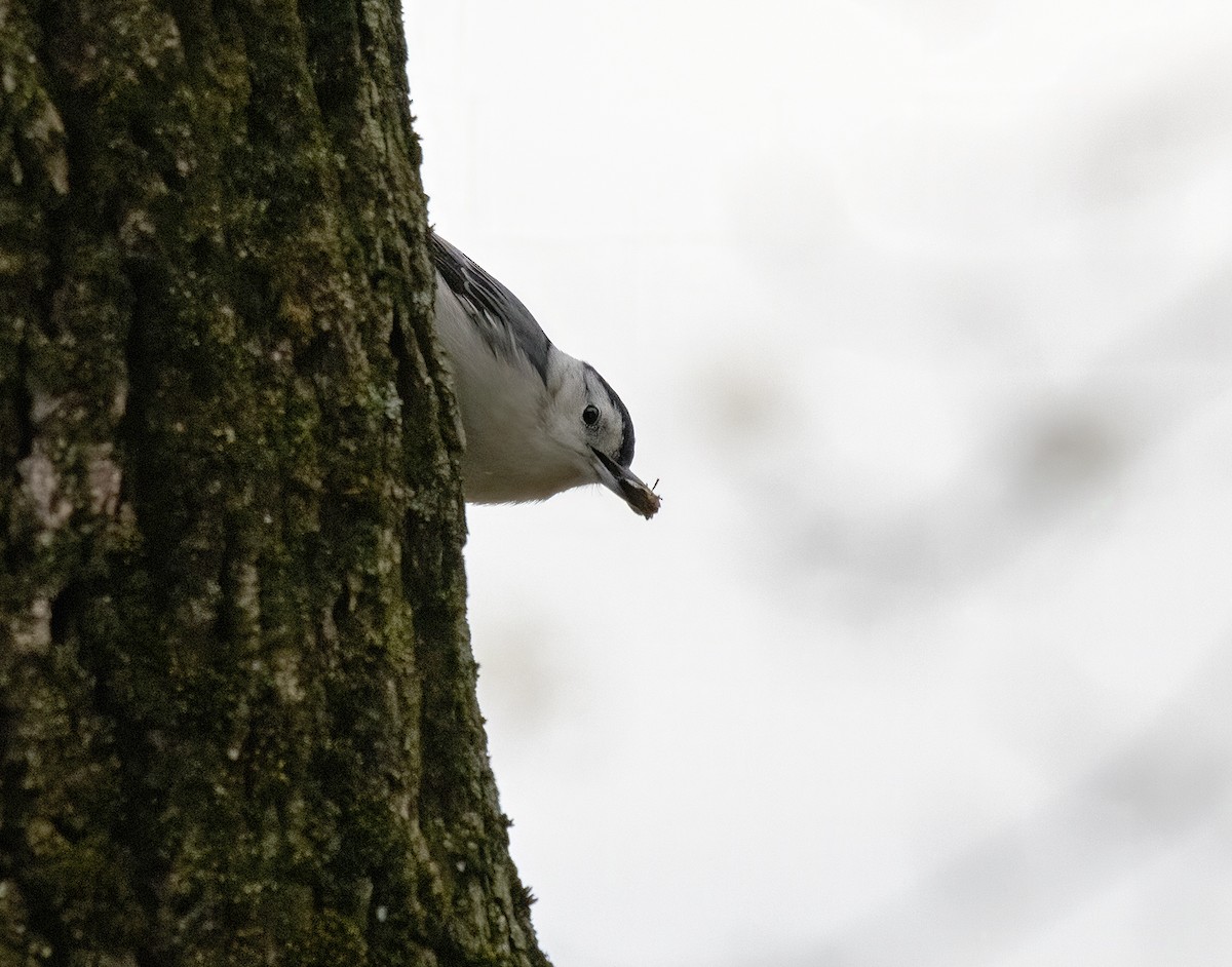 White-breasted Nuthatch - ML226502061