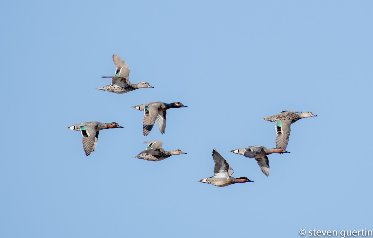 Green-winged Teal - ML226504141