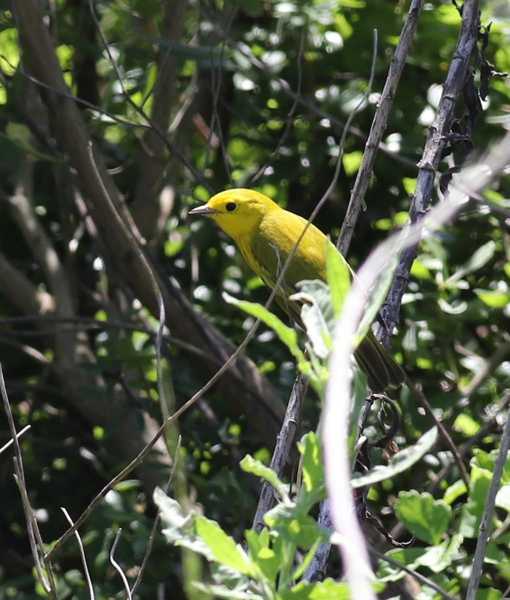 Yellow Warbler - Mike Riley