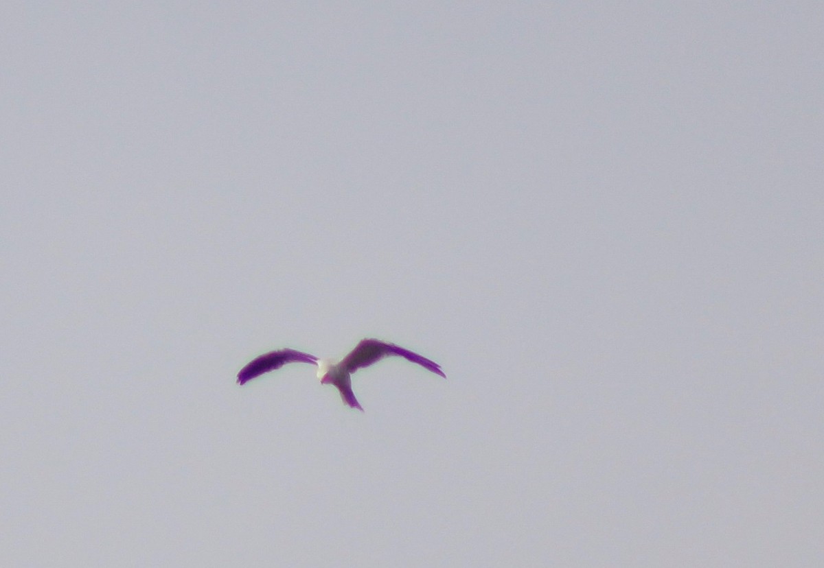 White-tailed Kite - ML226505321