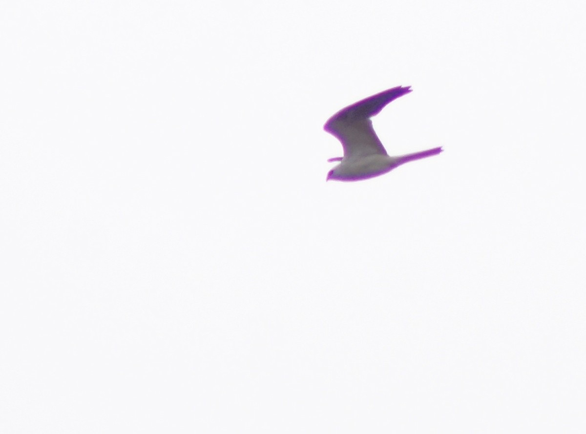White-tailed Kite - ML226505331