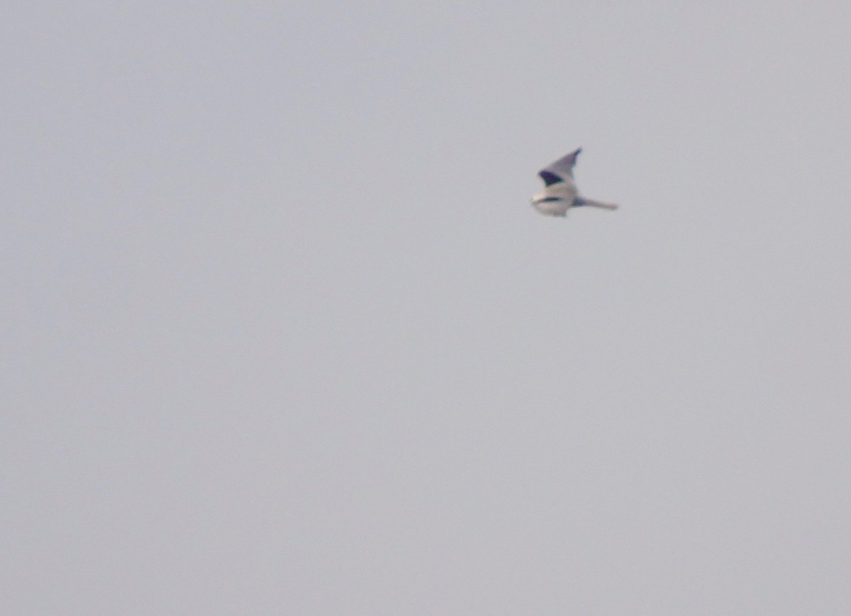 White-tailed Kite - ML226505341