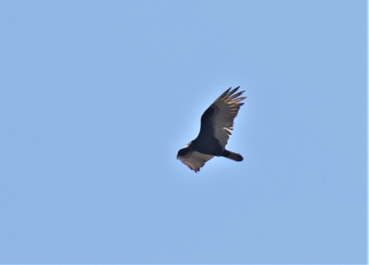Turkey Vulture - Josue  de León Lux (Birding Guide) josuedeleonlux@gmail.com +502 3068 8988