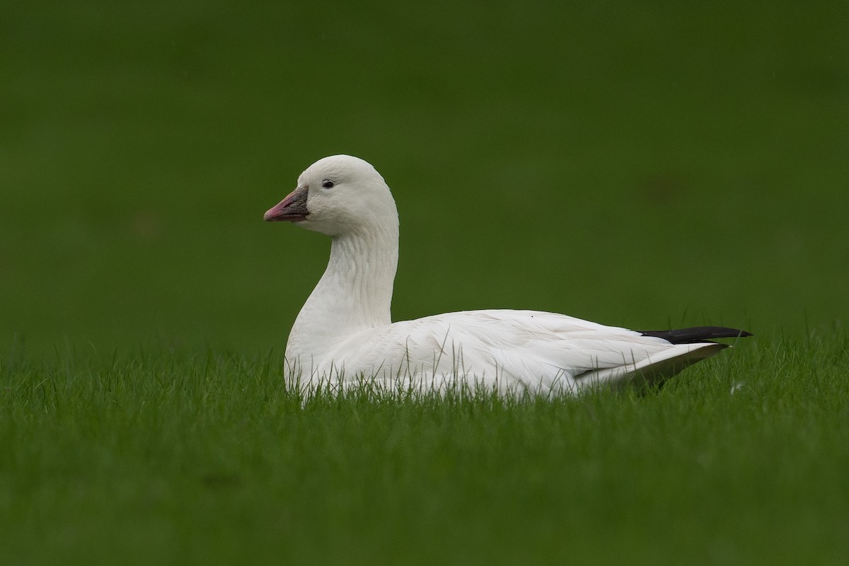 ebird-checklist-1-jan-2016-university-of-north-florida-park-9-species