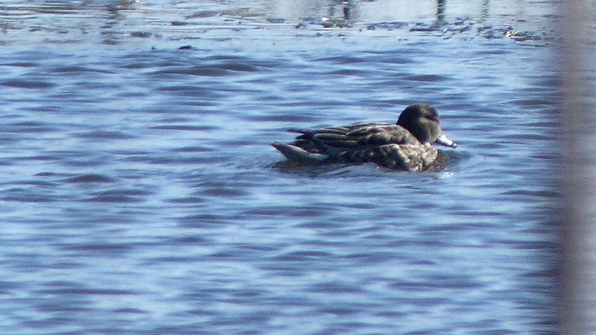 Green-winged Teal - ML226507961