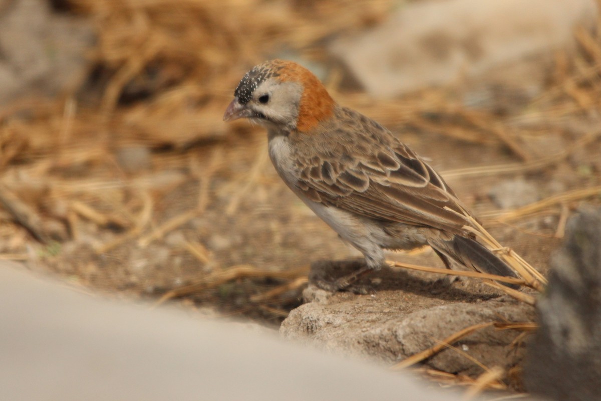 Speckle-fronted Weaver - ML226509171
