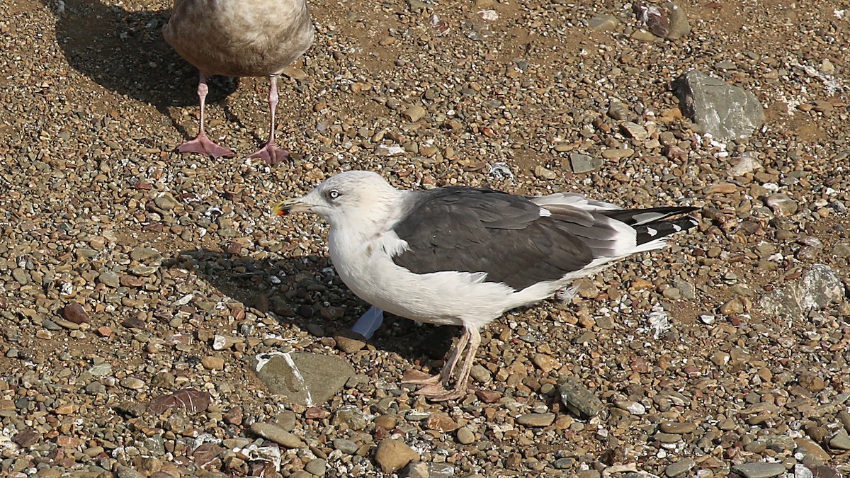 Lesser Black-backed Gull - Jim Gain