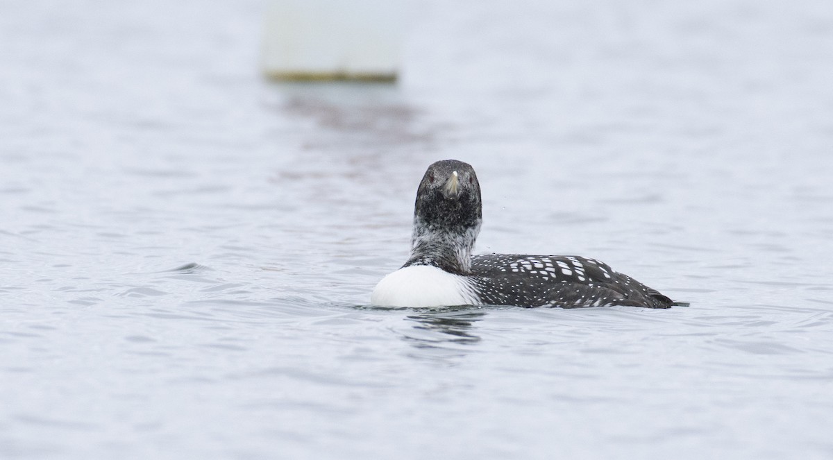 Yellow-billed Loon - Marky Mutchler