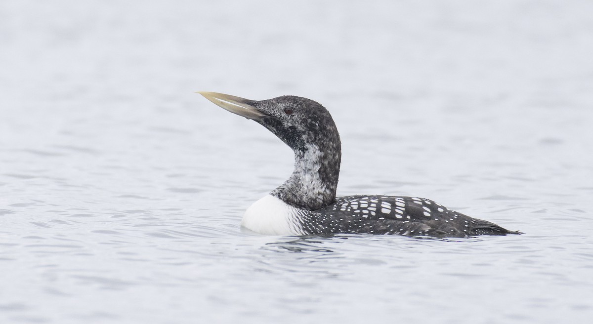 Yellow-billed Loon - Marky Mutchler