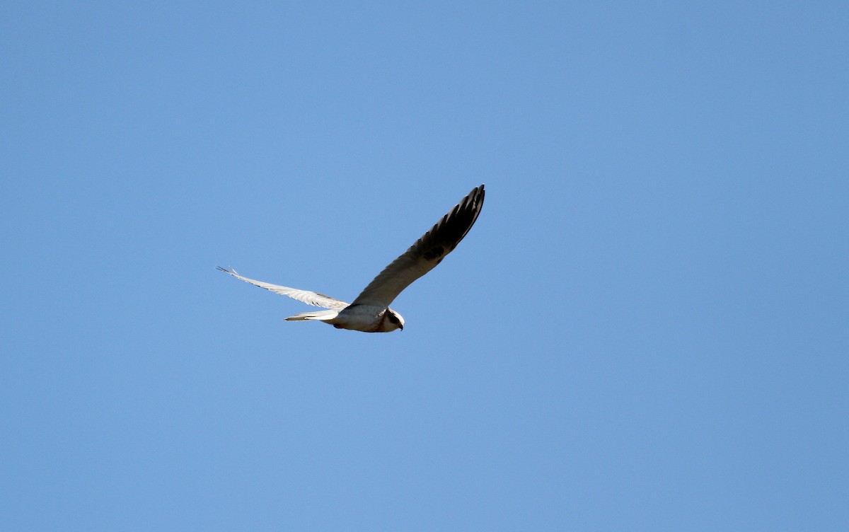 White-tailed Kite - ML22651911