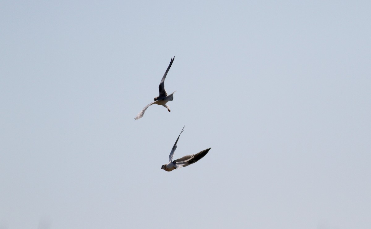 White-tailed Kite - Jay McGowan