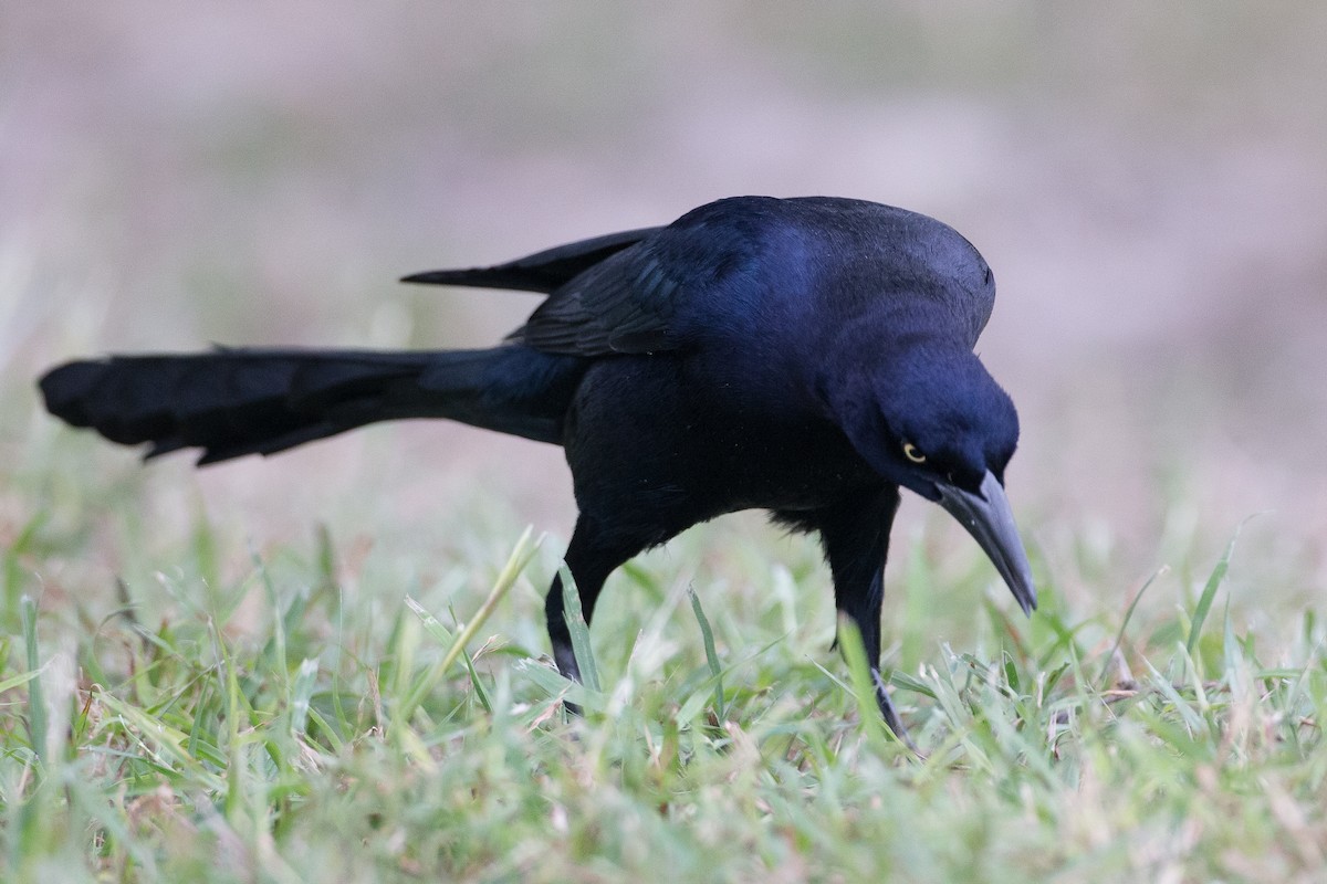Great-tailed Grackle - Chris Wood