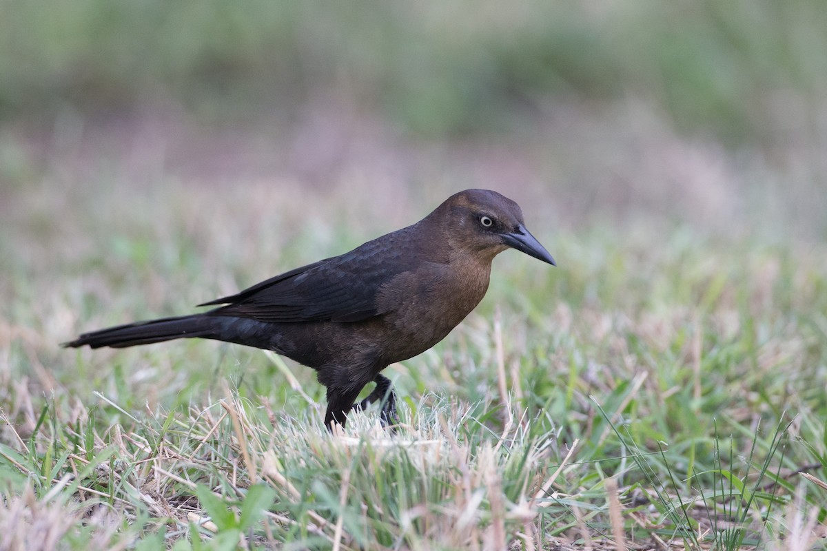Great-tailed Grackle - ML22652491