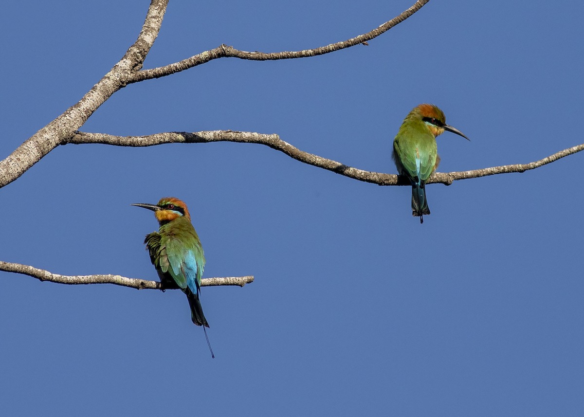 Rainbow Bee-eater - ML226528361