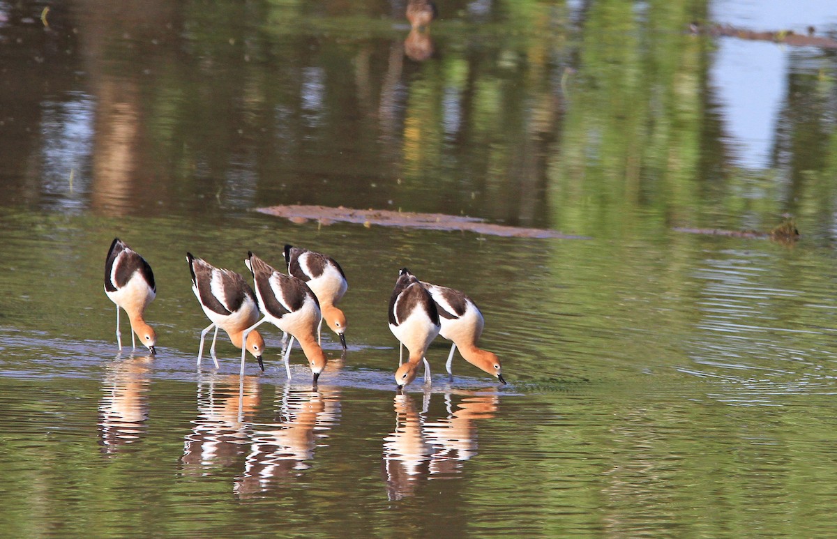 eBird Checklist 23 Apr 2020 Higley and Ocotillo Rds. ponds 36 species