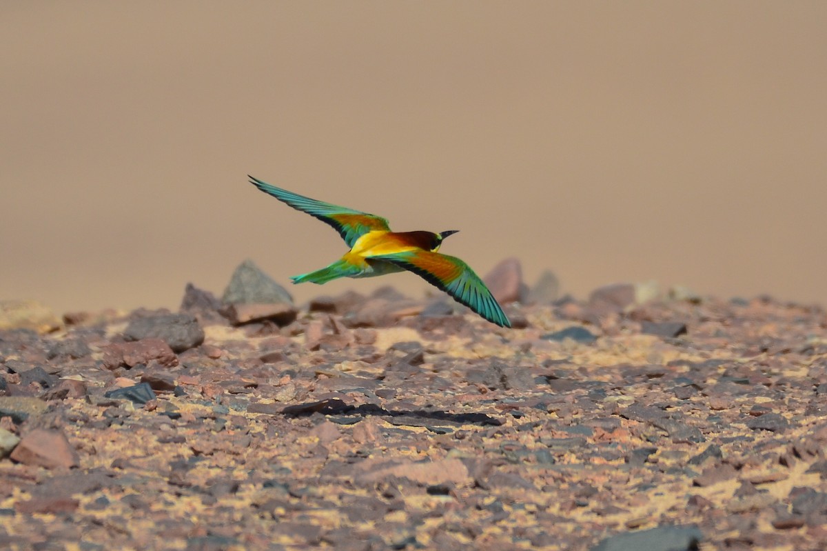 European Bee-eater - ML226533861