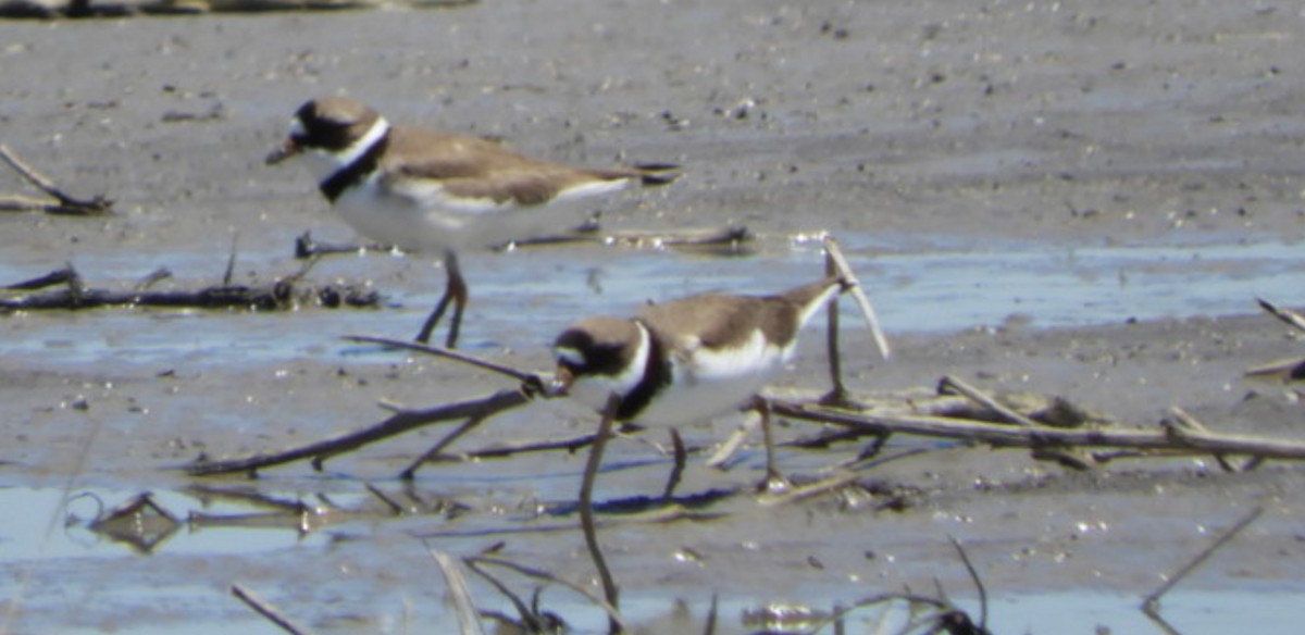 Semipalmated Plover - ML226539051