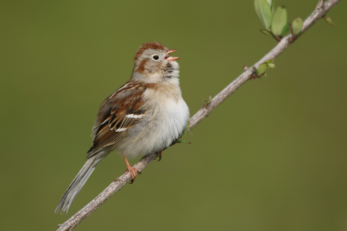 Field Sparrow - Kojo Baidoo