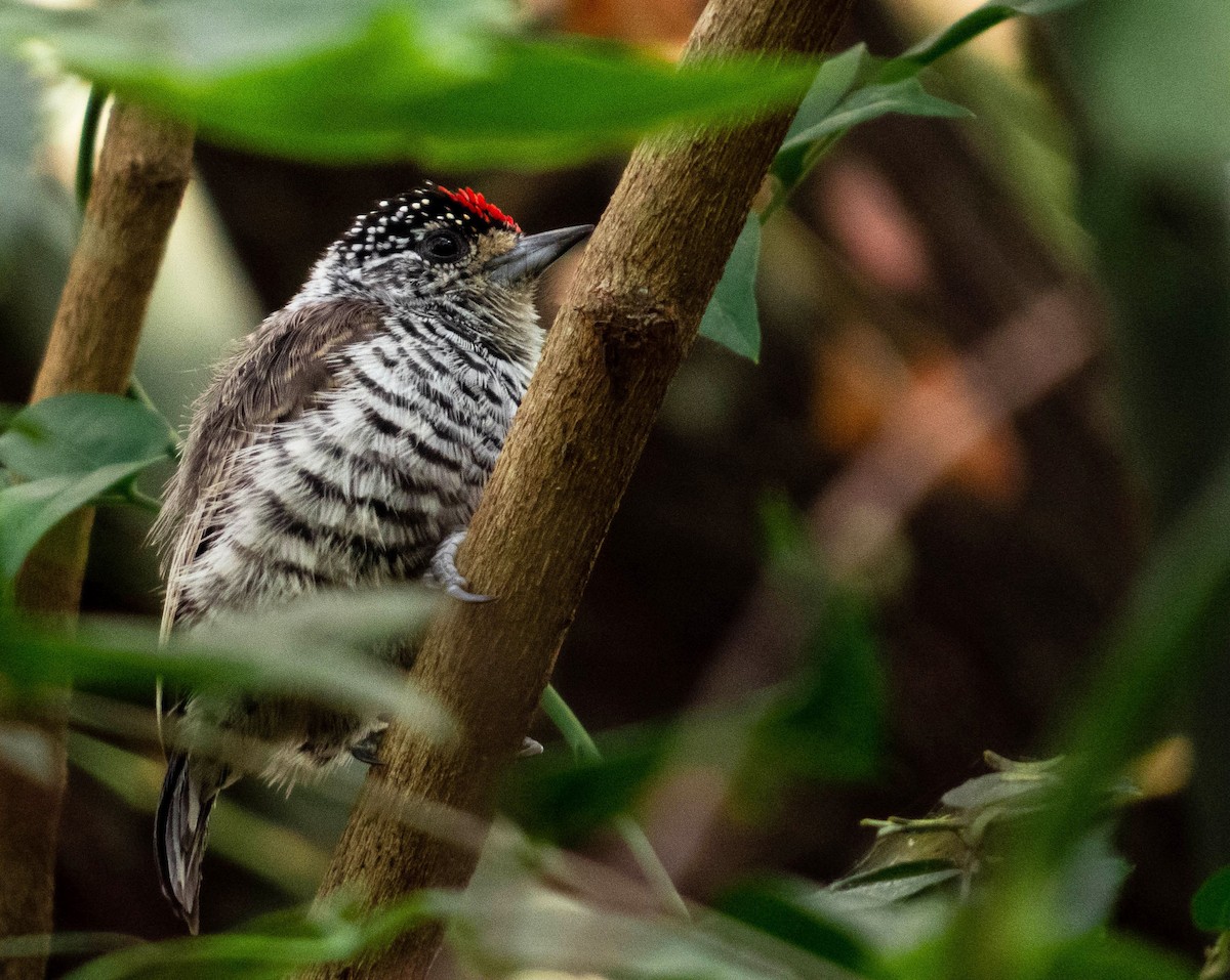 White-barred Piculet - ML226542101