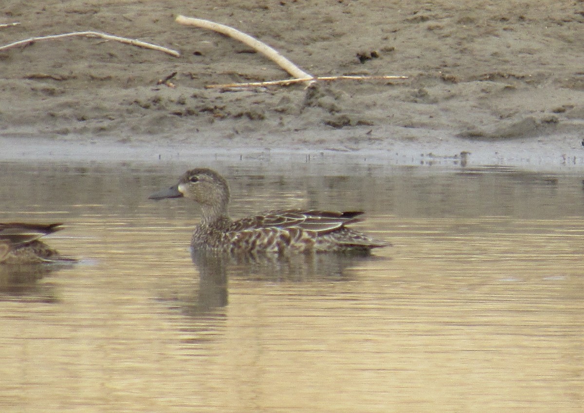 Blue-winged Teal - ML226545831
