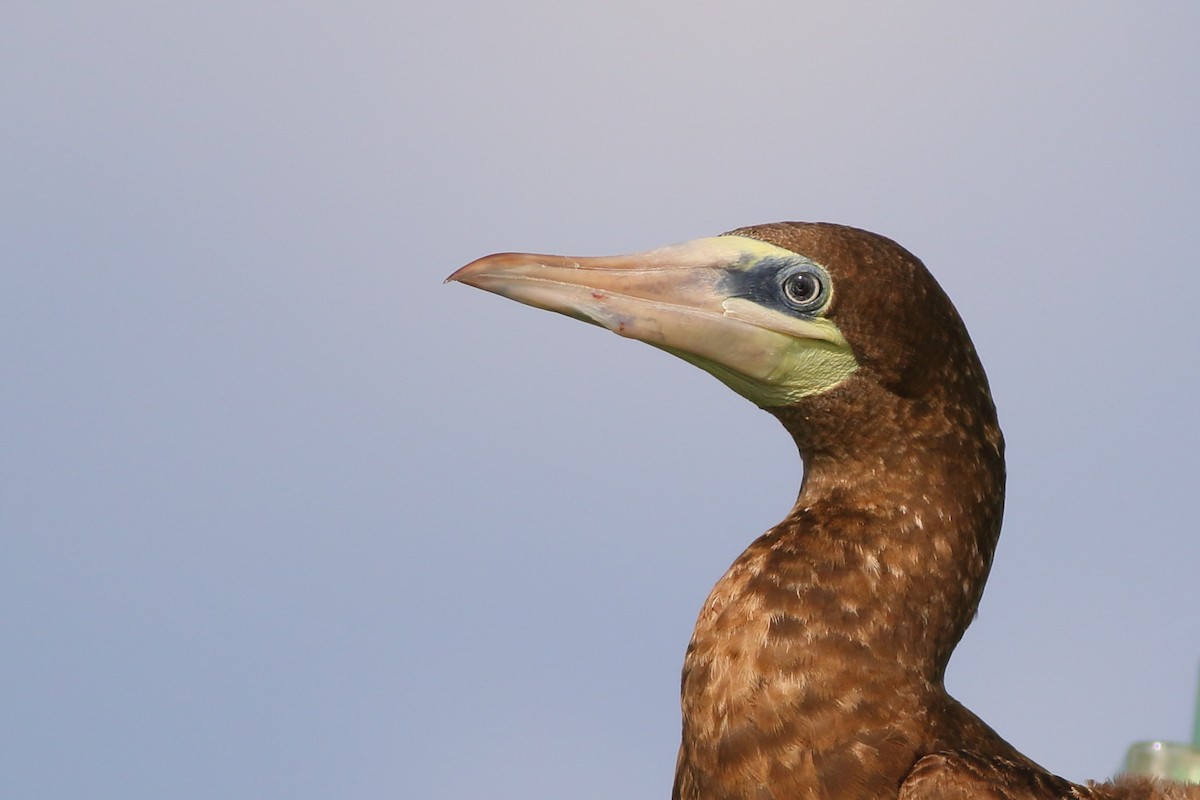 Brown Booby (Colombian) - ML226550251
