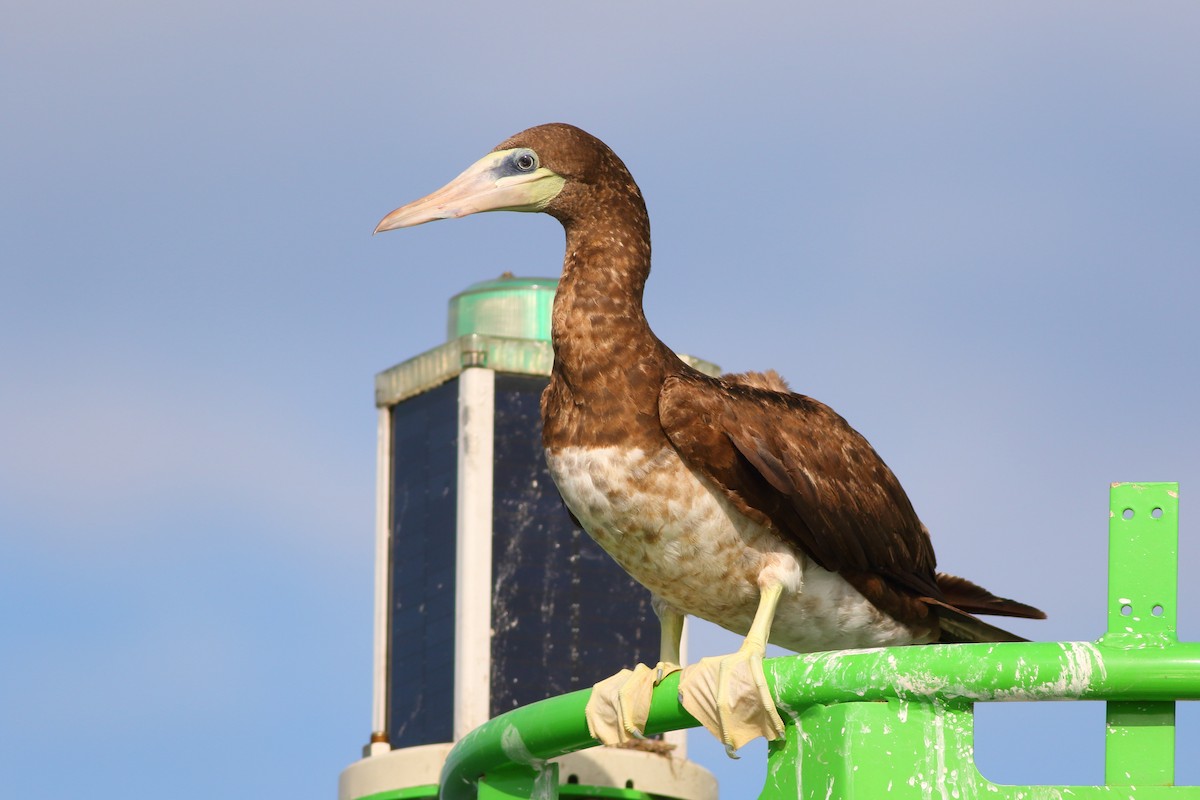 Brown Booby (Colombian) - ML226550321