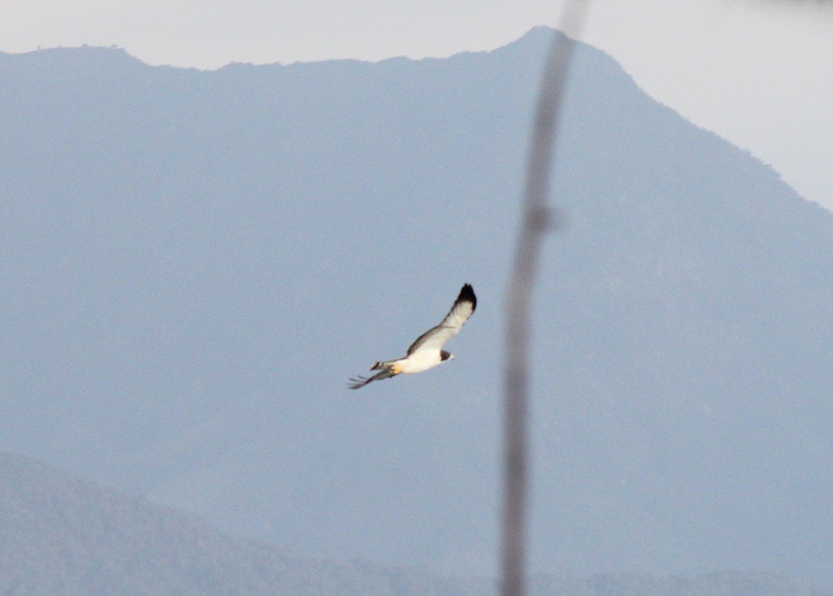 Short-tailed Hawk - Segundo Crespo
