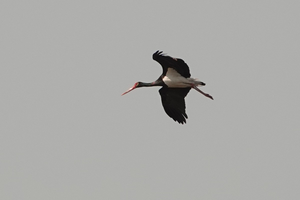Black Stork - ML226556641