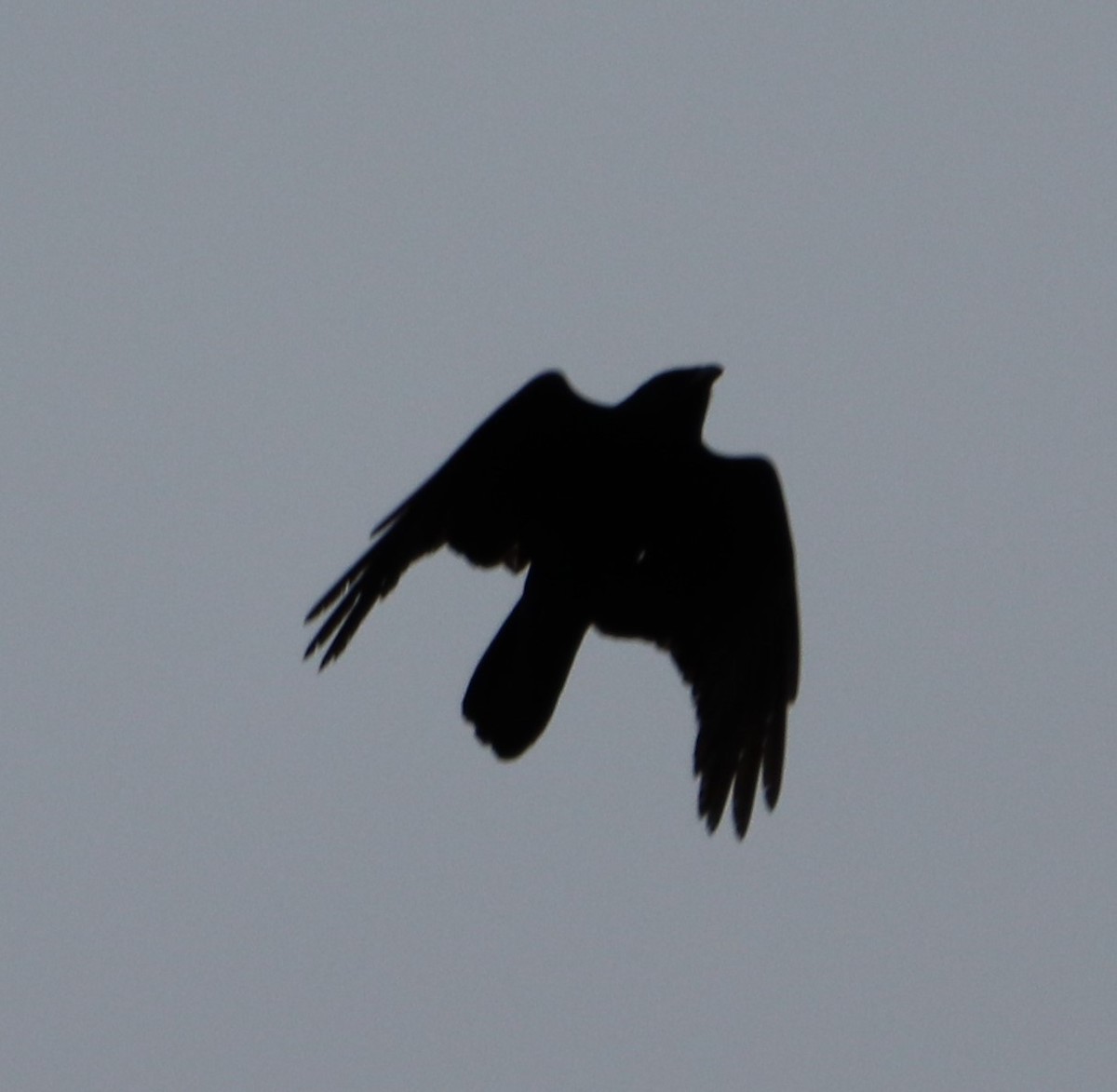 Fish Crow - valerie heemstra