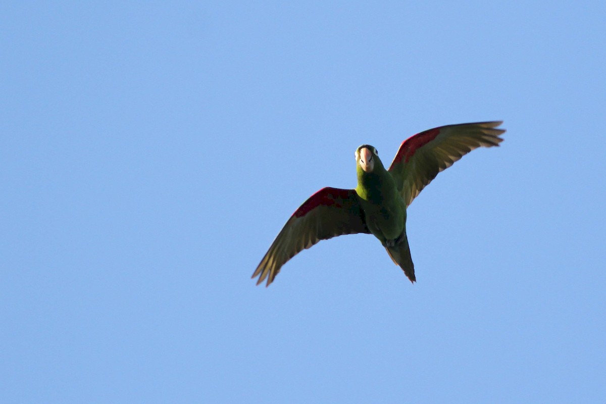 Hispaniolan Parakeet - ML226559591