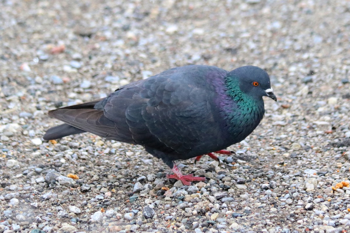 Rock Pigeon (Feral Pigeon) - ML22656001
