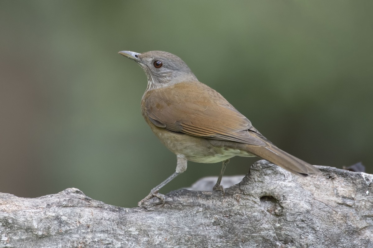 Pale-breasted Thrush - Carlos Moura