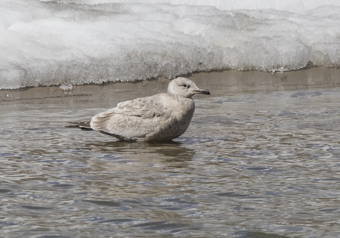Iceland Gull (Thayer's) - ML226562231