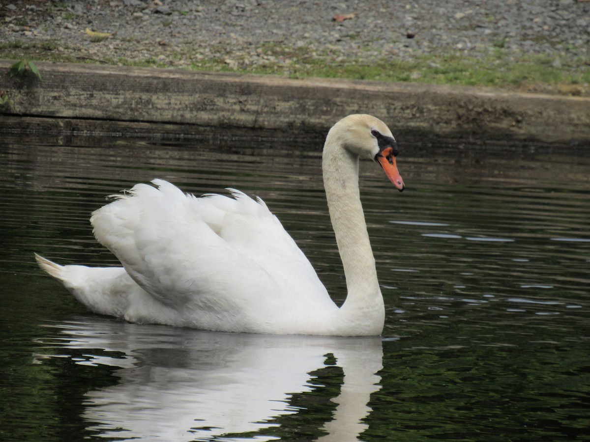Mute Swan - Faridelle Bondar