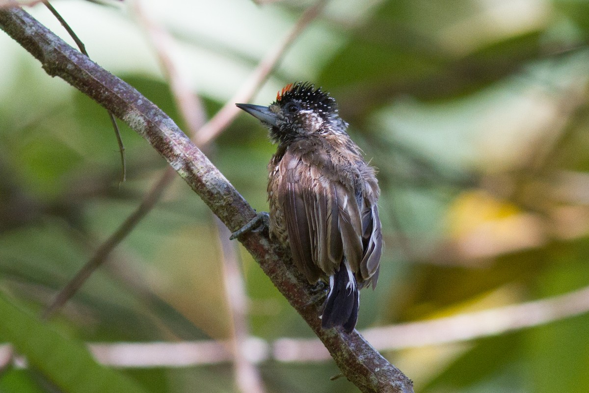Spotted Piculet - Justyn Stahl