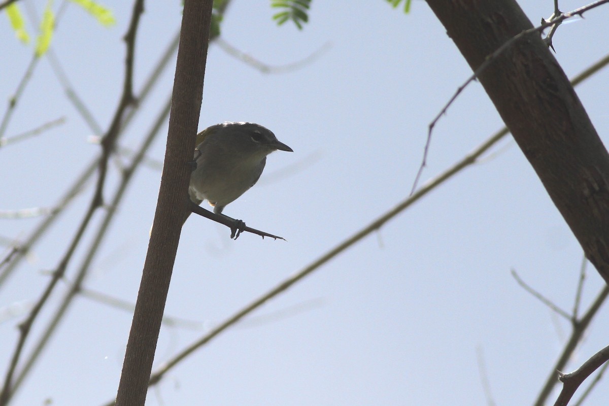 Green-tailed Warbler - ML226570581