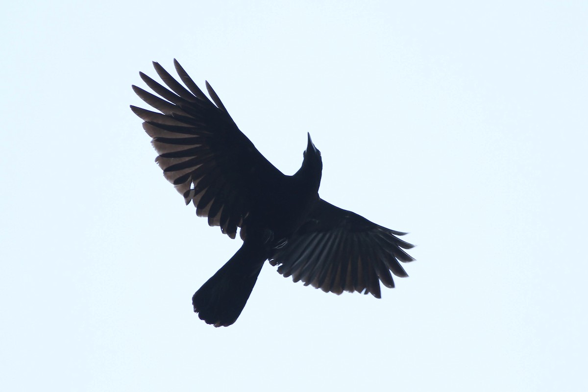 White-necked Crow - Alex Lamoreaux