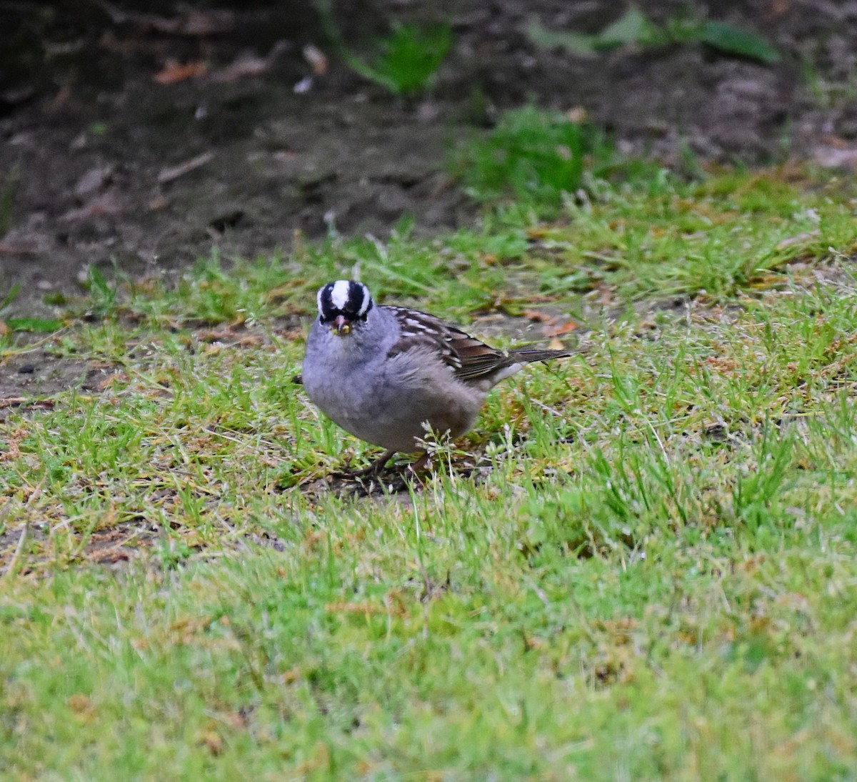 White-crowned Sparrow - ML226571181