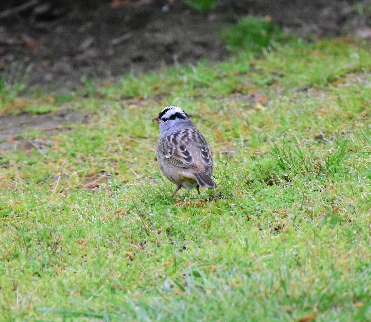 White-crowned Sparrow - ML226571191