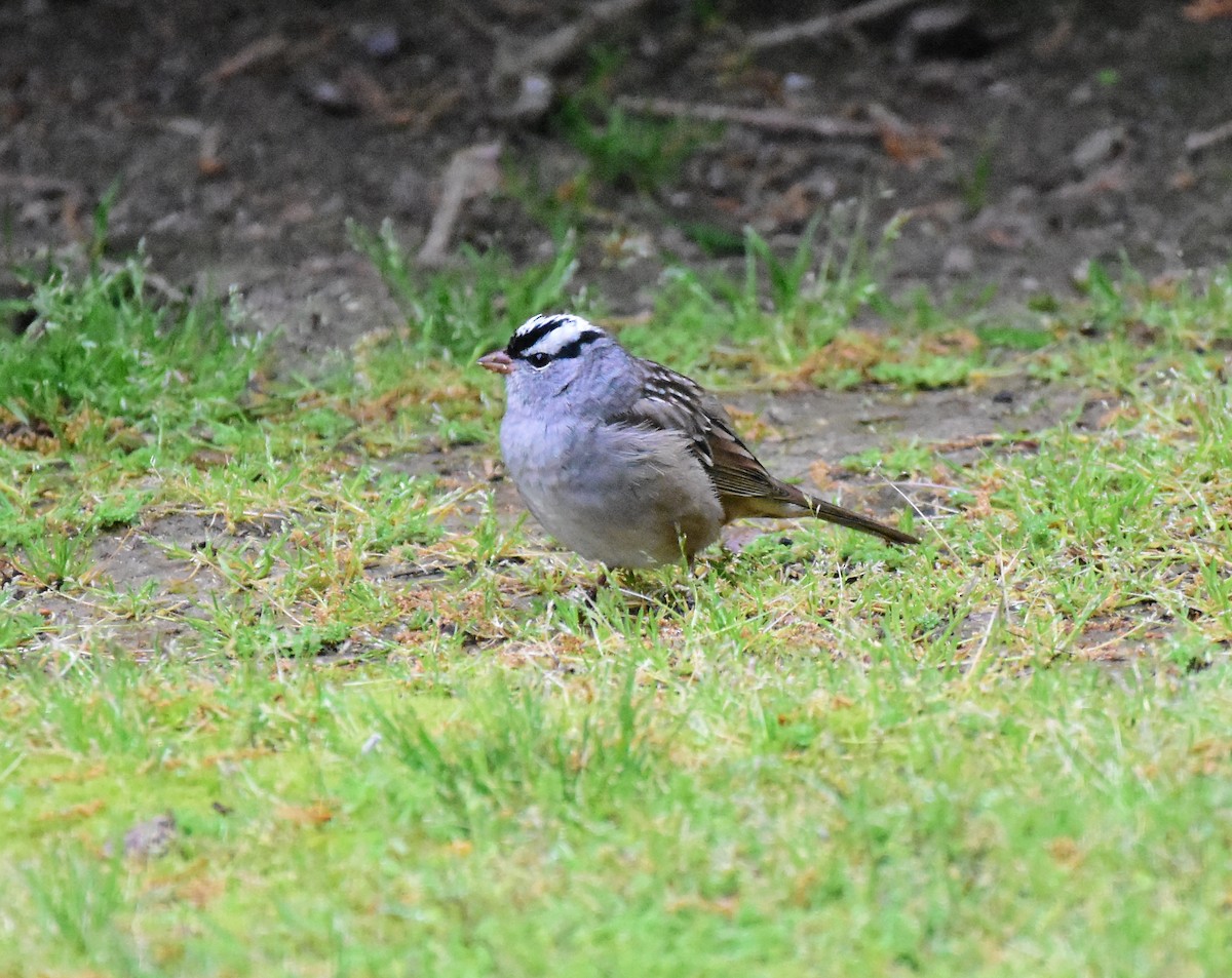 White-crowned Sparrow - Brenton Mundt