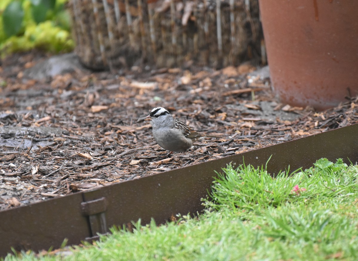 White-crowned Sparrow - ML226571271