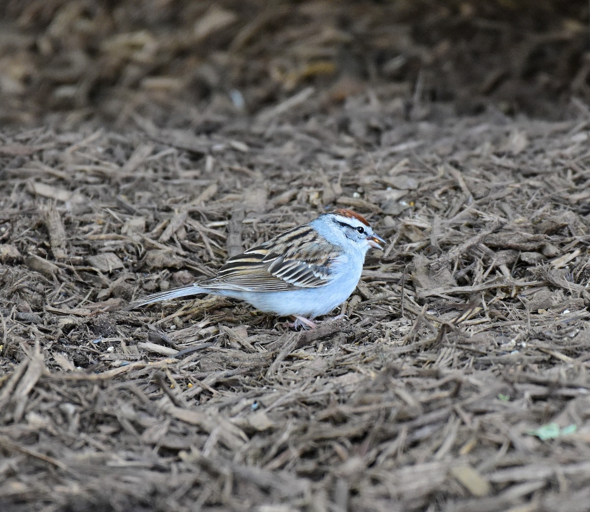 Chipping Sparrow - ML226571331