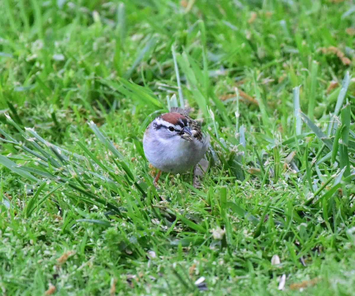 Chipping Sparrow - ML226571651