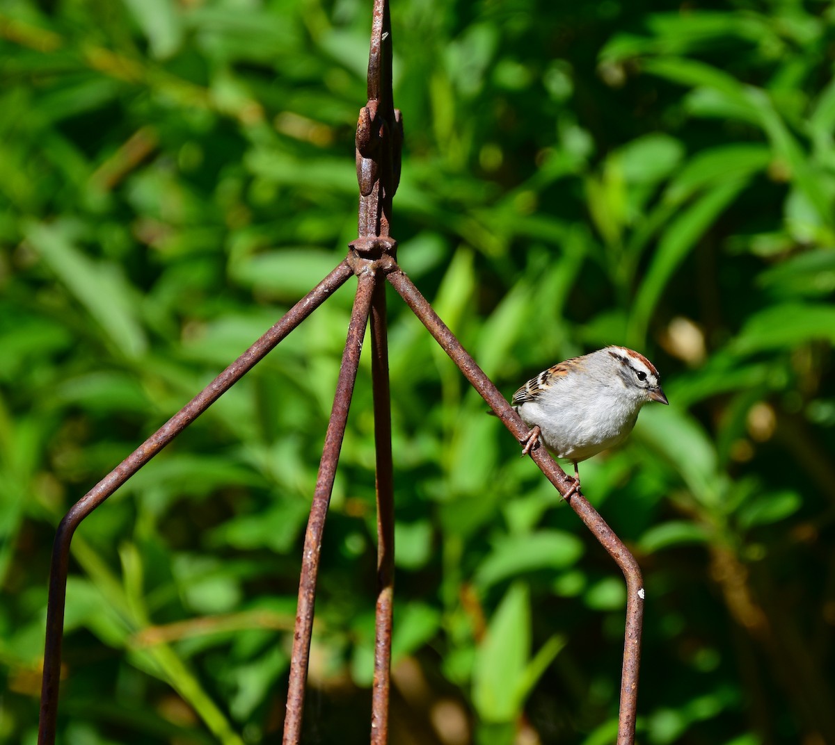 Chipping Sparrow - ML226571691
