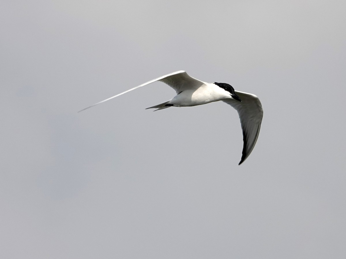 Gull-billed Tern - Mark Terry