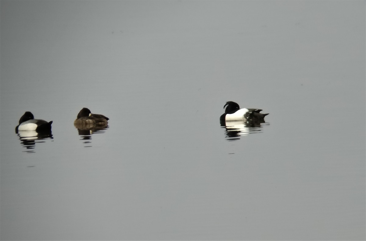 Tufted Duck - ML226577371