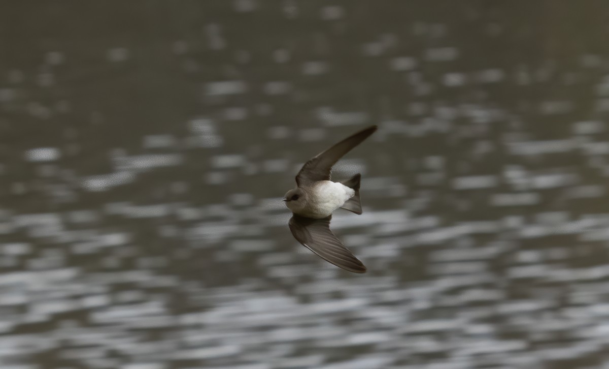 Northern Rough-winged Swallow - John Good